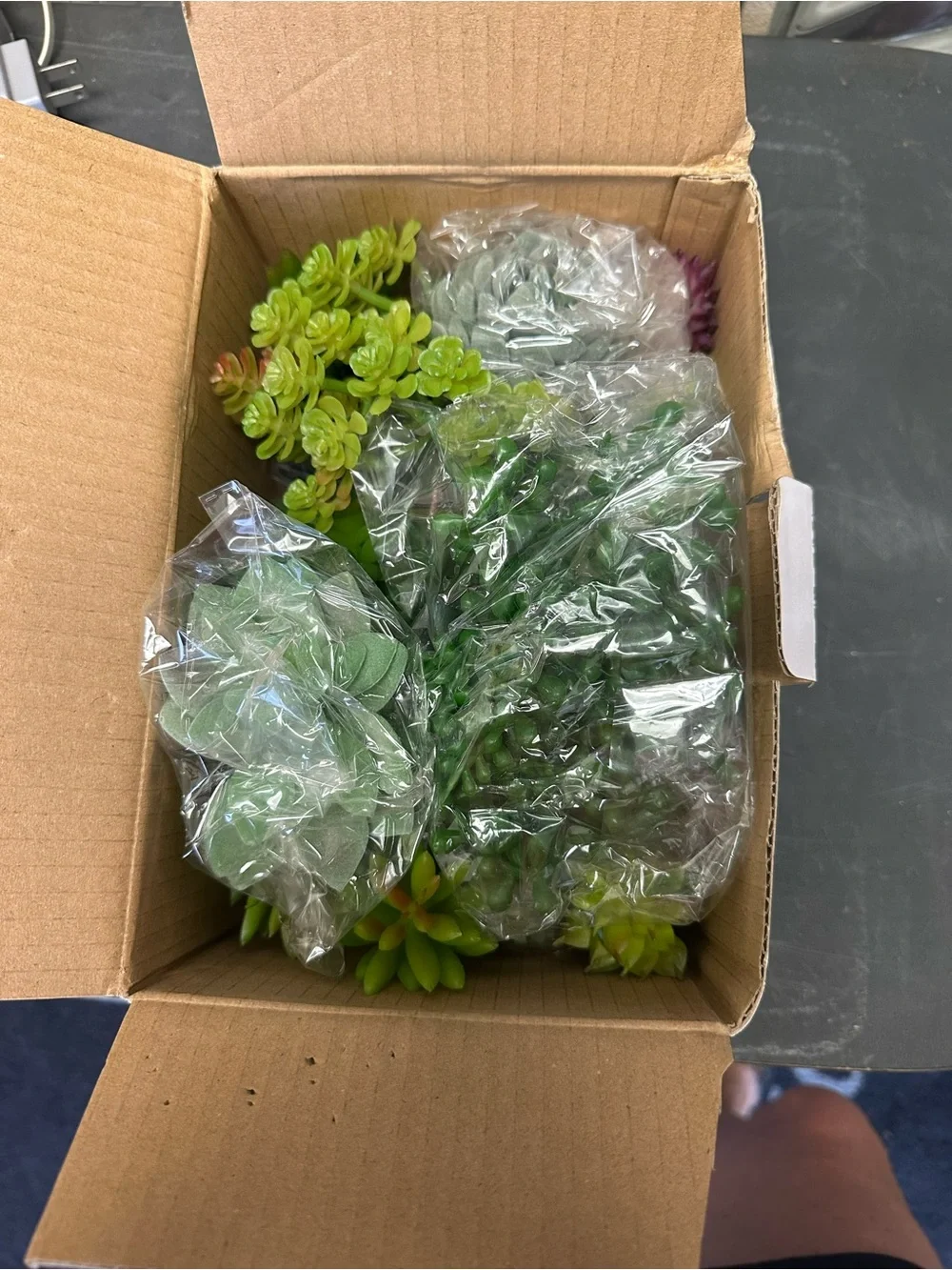Succulents Decorative Set - Green - 16 Pieces